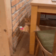 DoorPlay Pro Action GIF